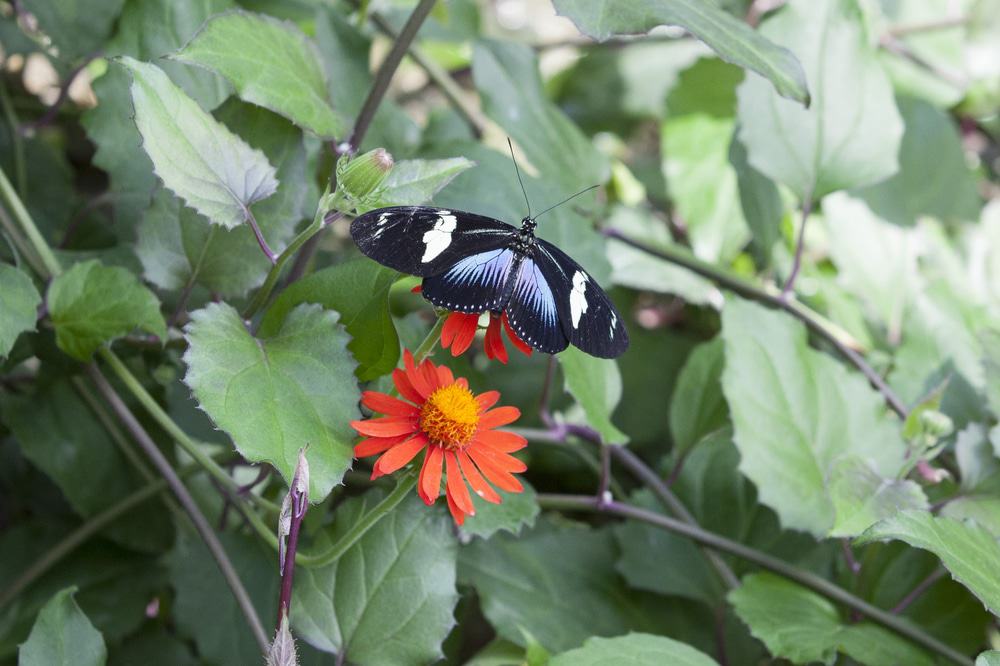 Peggy Notebaert Nature Museum