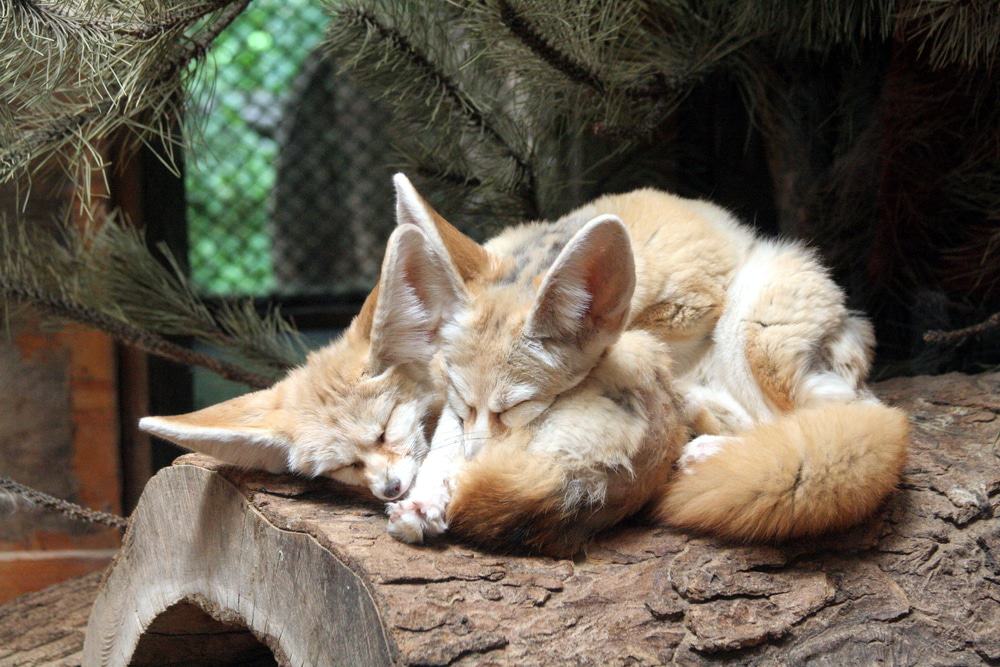 Fennec fox in Wroclaw zoo