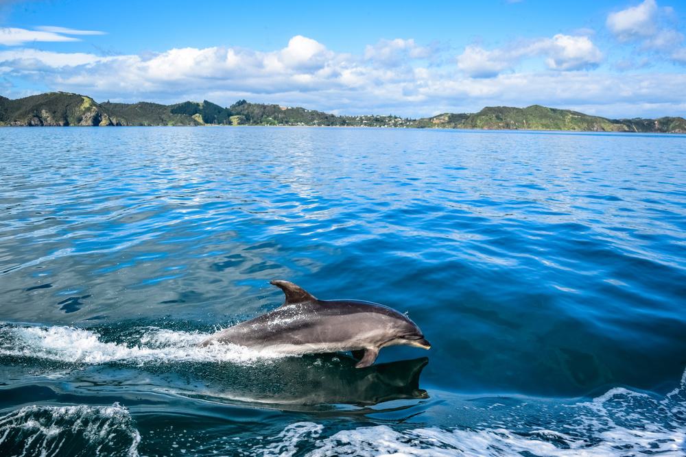 Bay of Islands, New Zealand