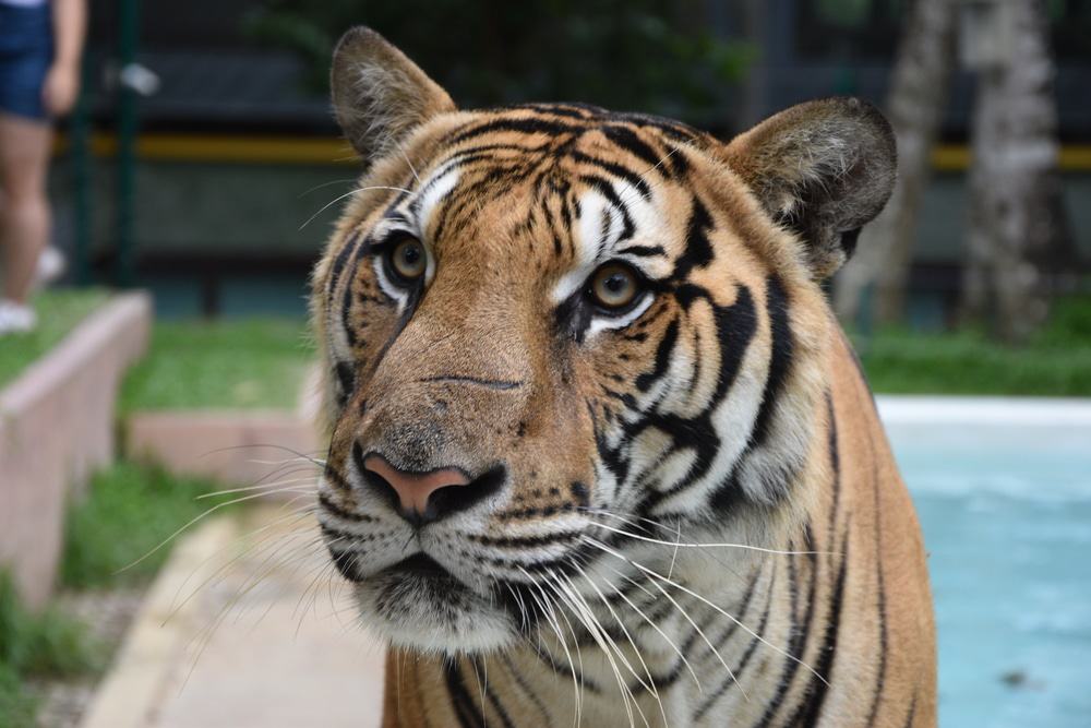 Tiger Kingdom Phuket