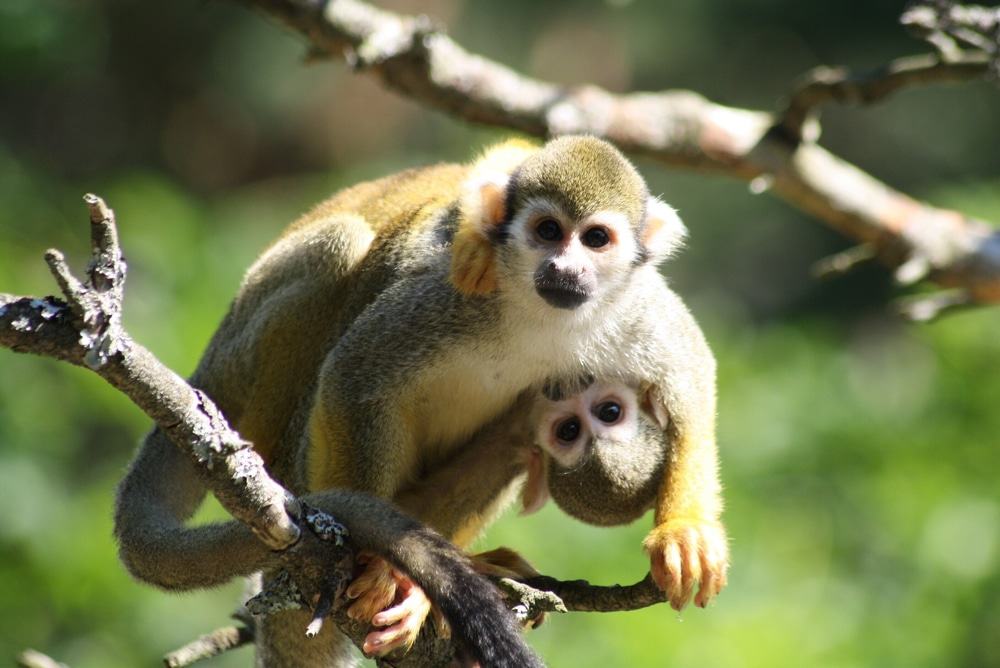 Kristiansand Zoo