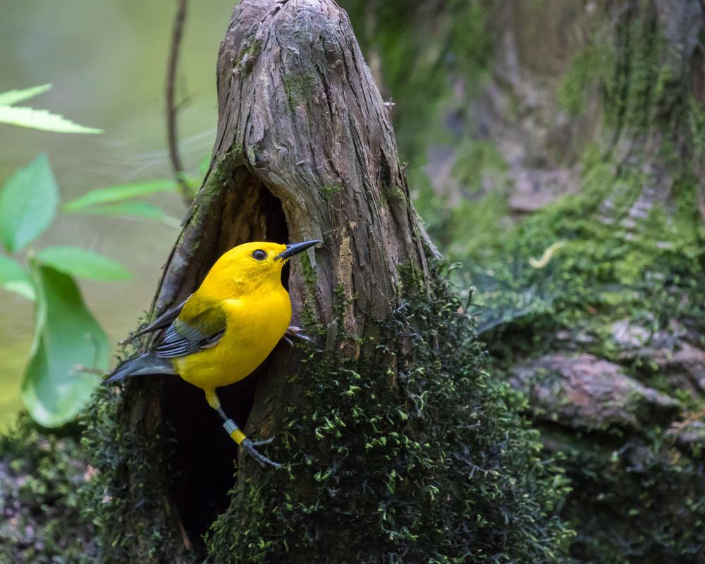 Francis Beidler Audubon Forest