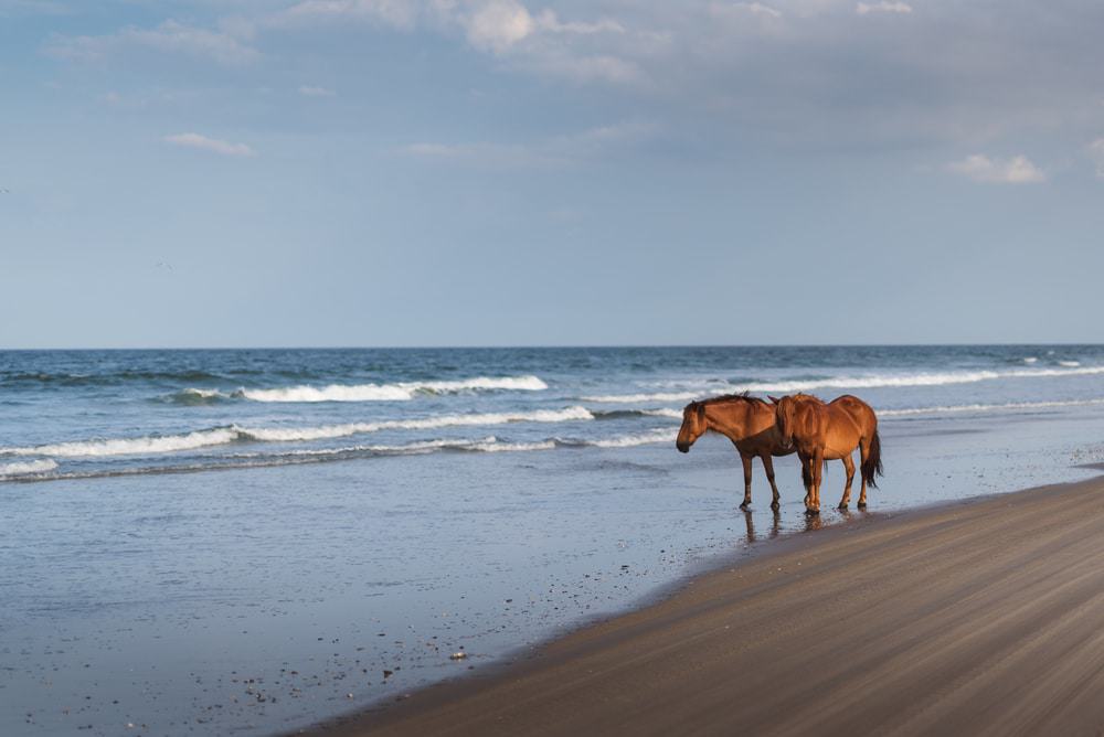 Sable Island - Nova Scotia