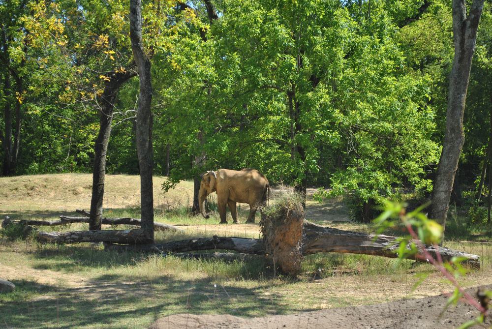 Birmingham Zoo, Alabama
