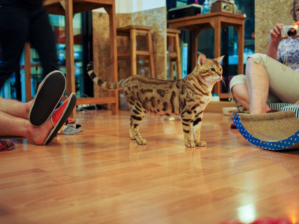 Cat Cafe, Chiang Mai