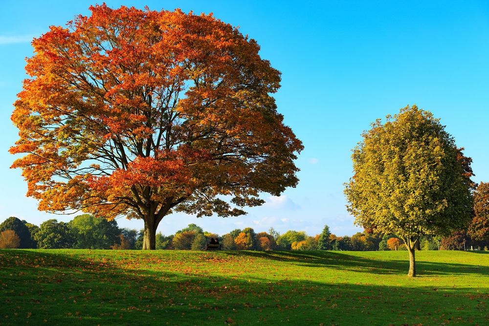 Mote Park