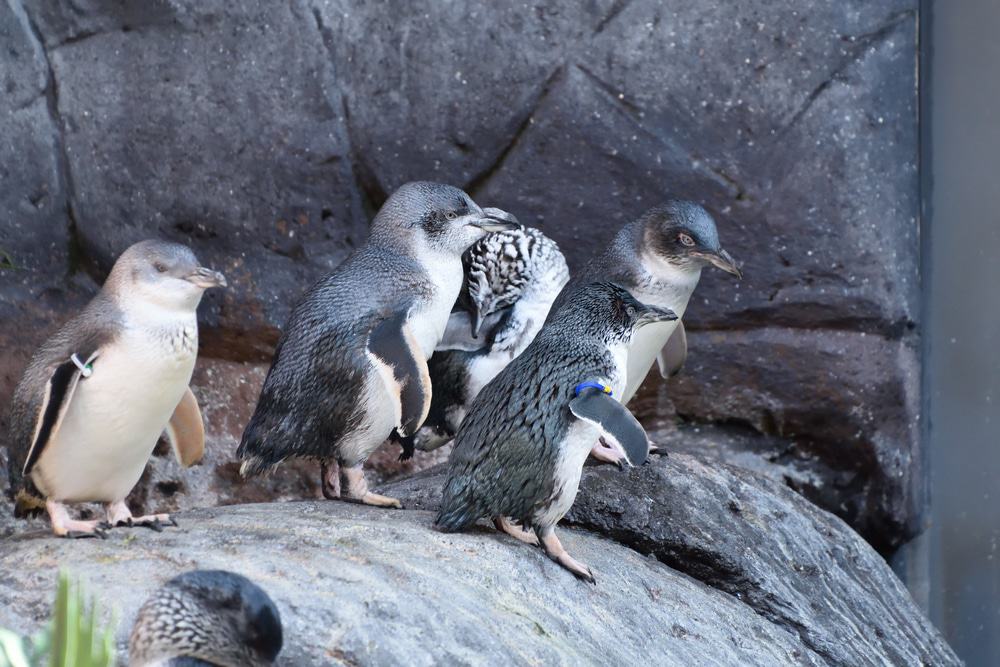 International Antarctic Centre