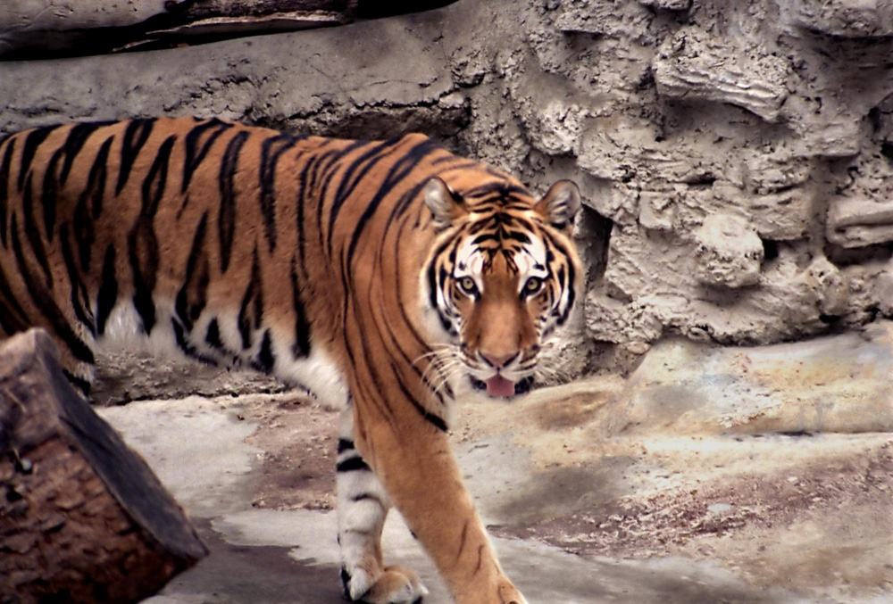 San Diego Zoo