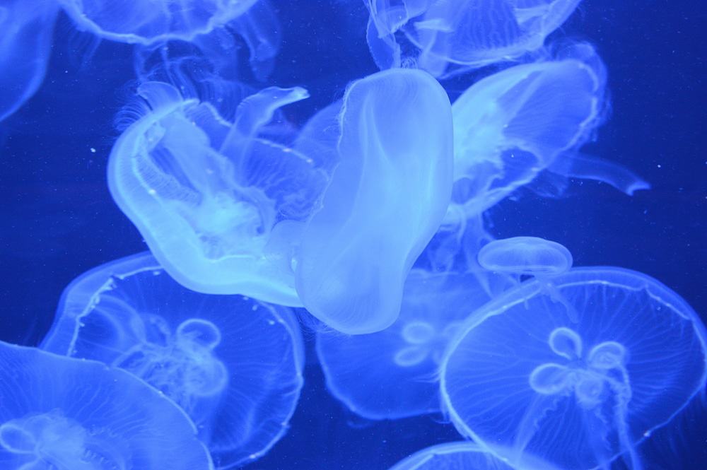 North Carolina Aquarium