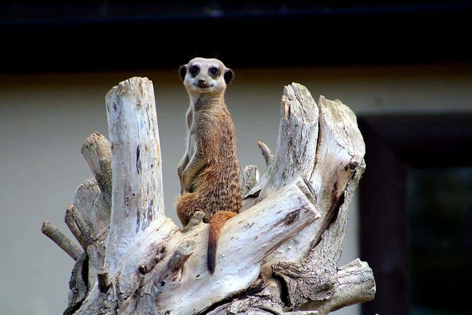 Filey Bird Garden & Animal Park