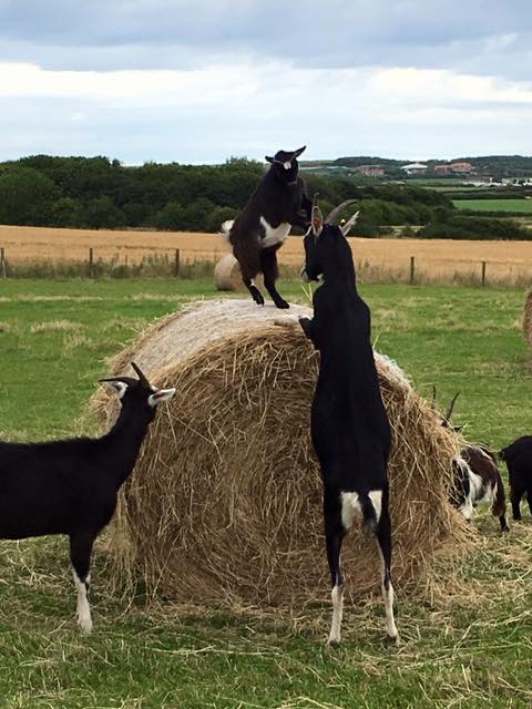 Playdale Farm Park