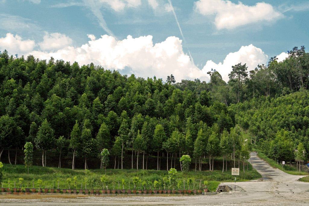 Gaharu Tea Valley