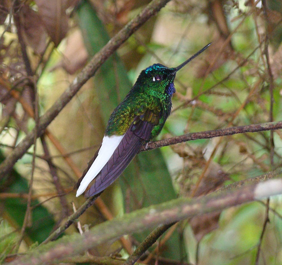 El Dorado Reserve, Santa Marta