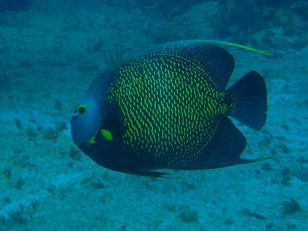 Museo Subacuático de Arte