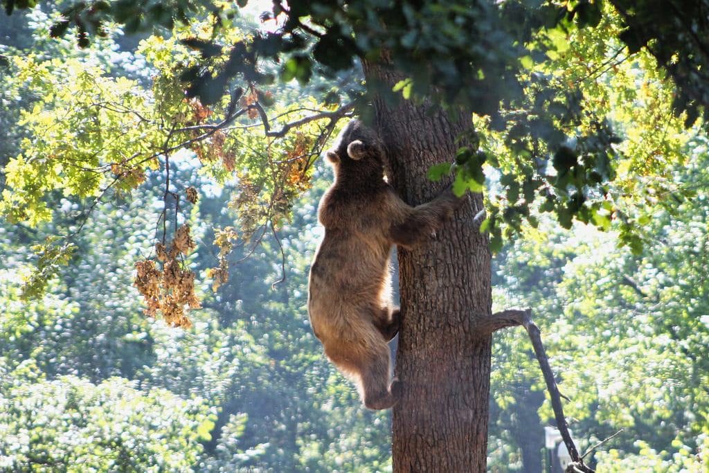 Libearty Bear Sanctuary