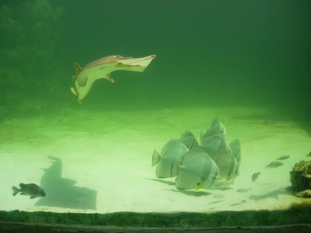 Green Connection Aquarium