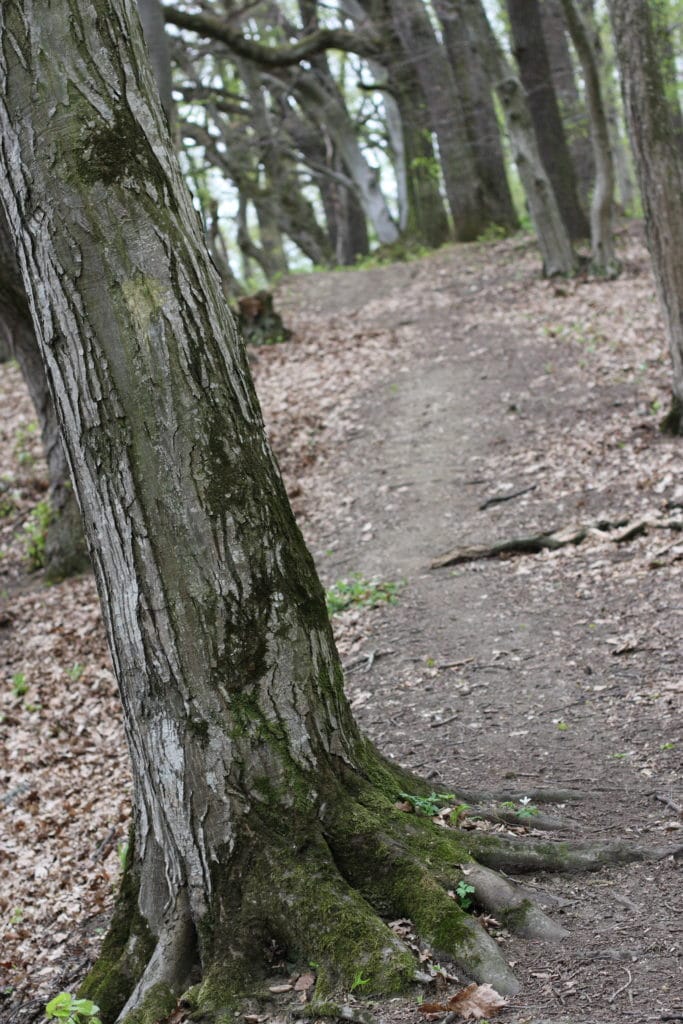 Breite Nature Reserve, Sighisoara