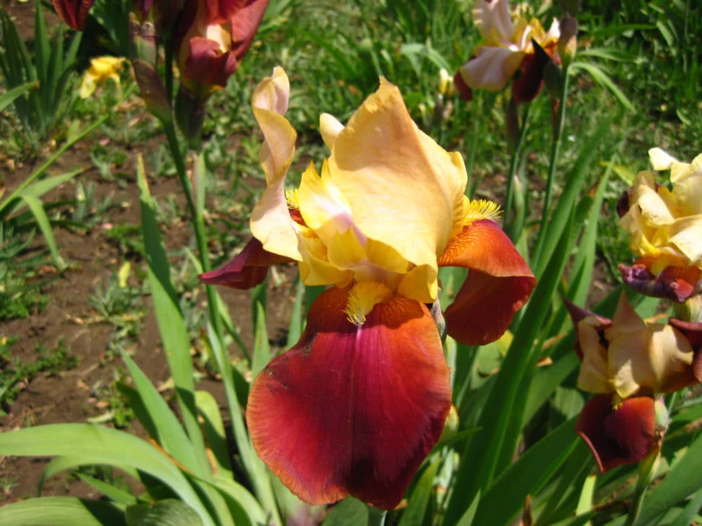 Botanical Garden, Kryvyi Rih
