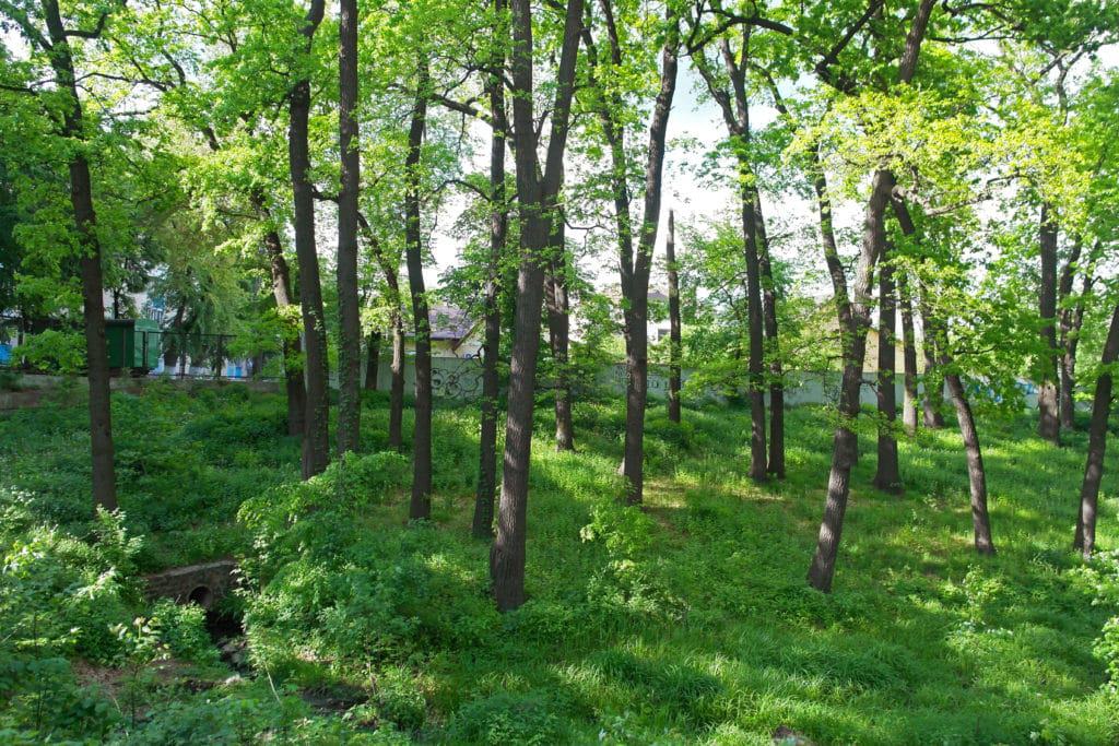 Дубовий Гай