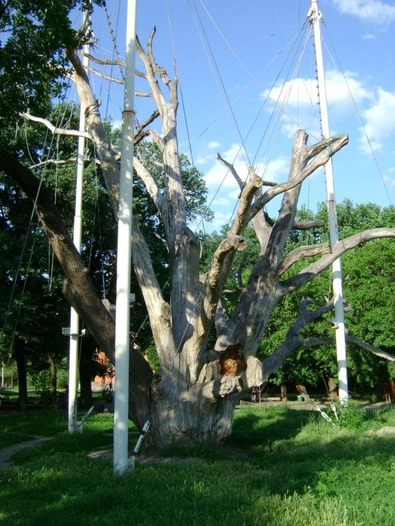 Zaporizhia Oak