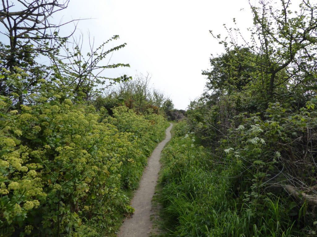 Gunton Warren and Corton Woods