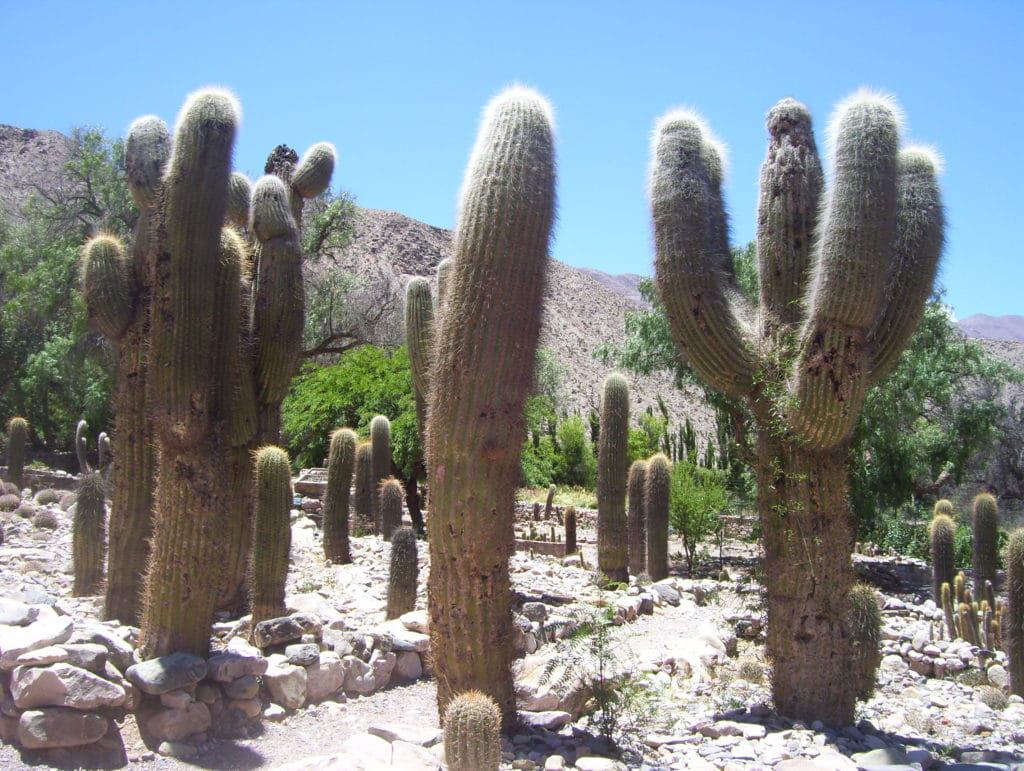 Jardin Botanico de Altura