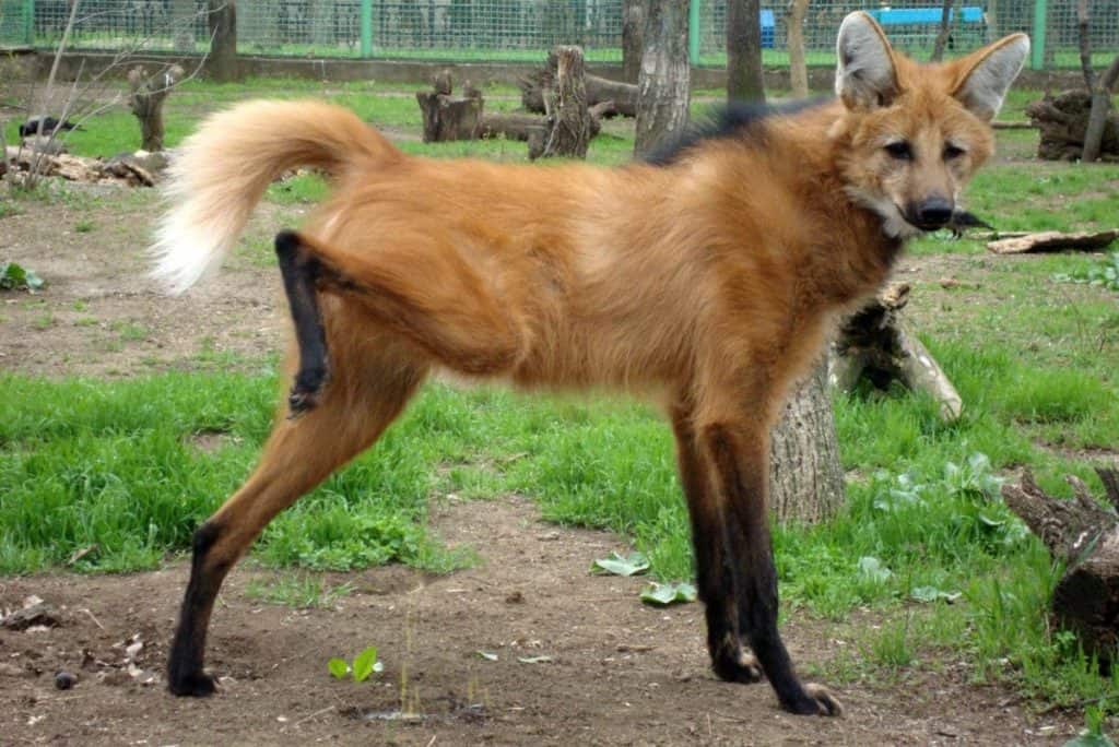 Mykolaiv Zoo