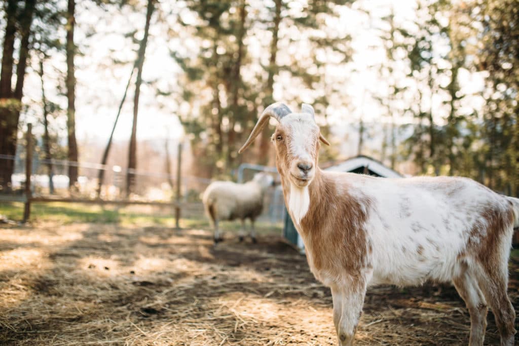 Arion Therapeutic Farm