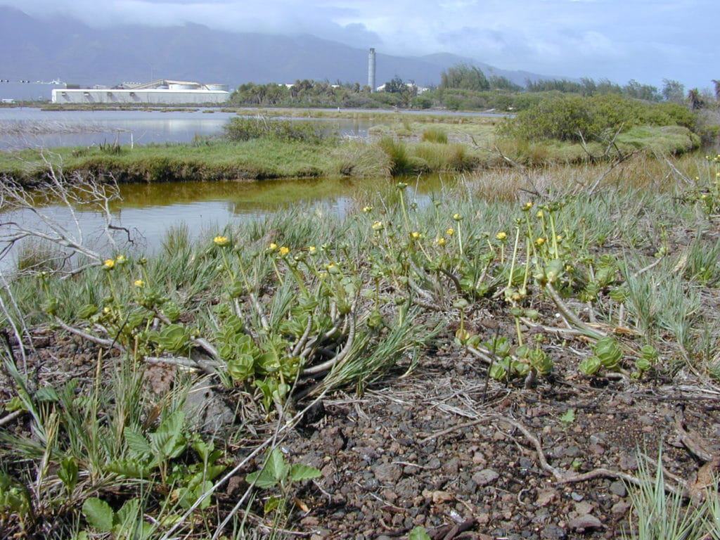 Kanaha Pond State Wildlife Sanctuary