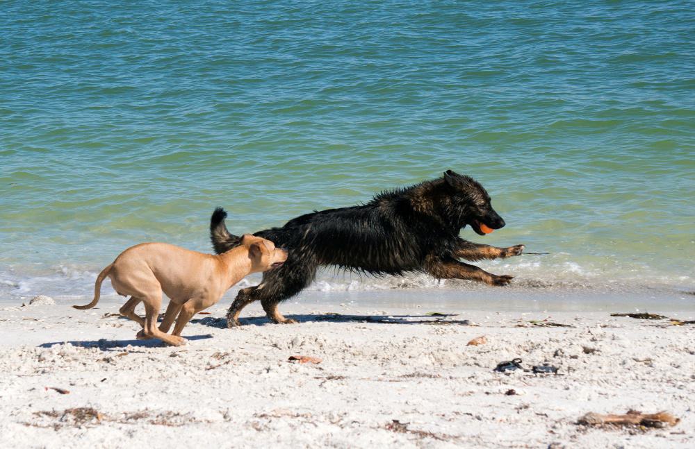 Pass a Grille Beach