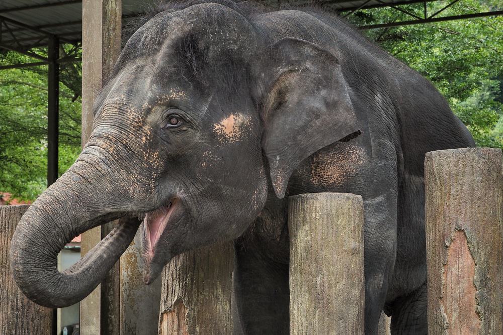Kuala Gandah Elephant Conservation Center