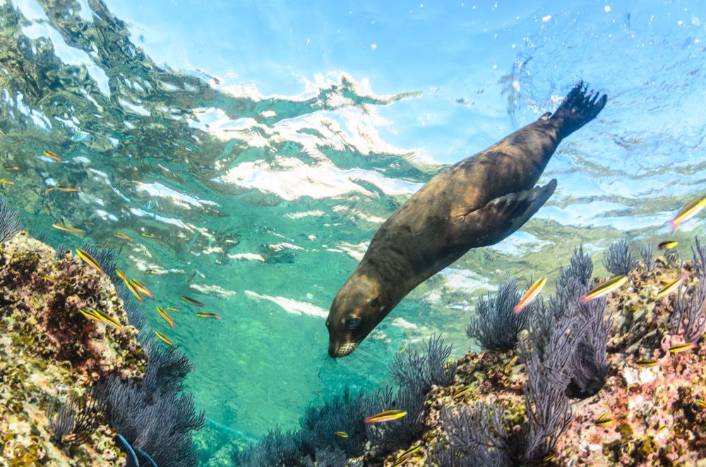 Diving