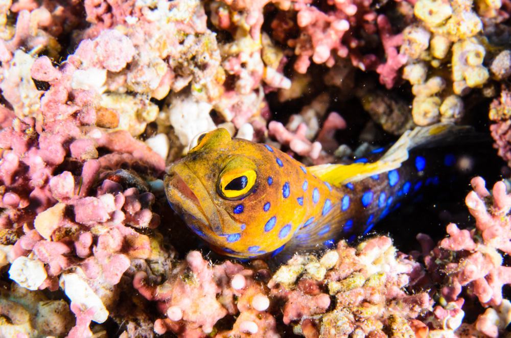 Diving