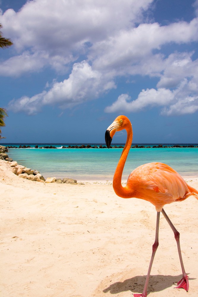 Flamingo Beach, Renaissance Island