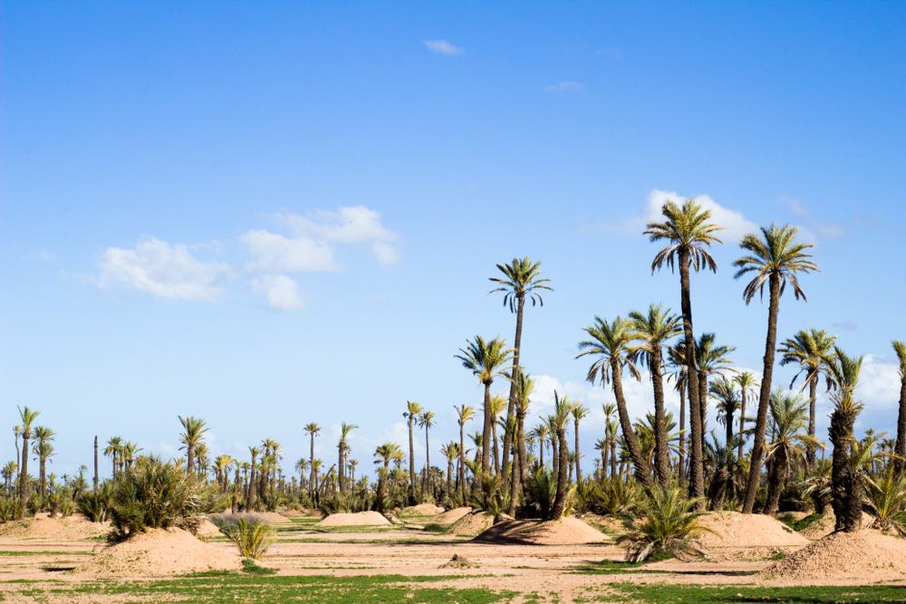 Palm Groves of Marrakech