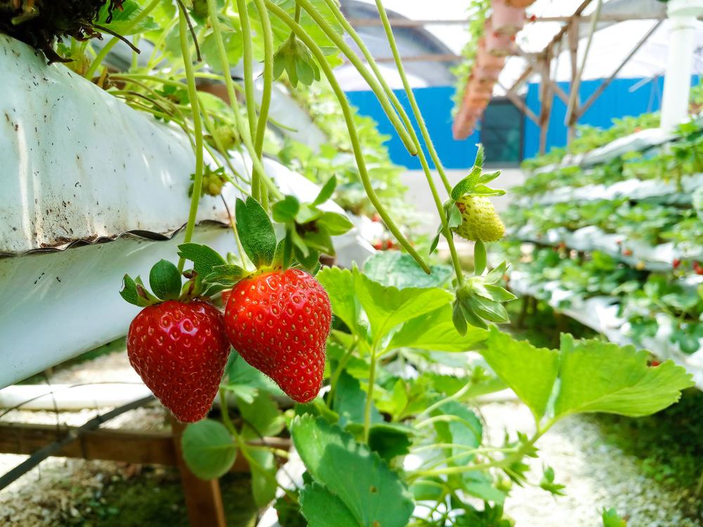 Genting Strawberry Leisure Farm