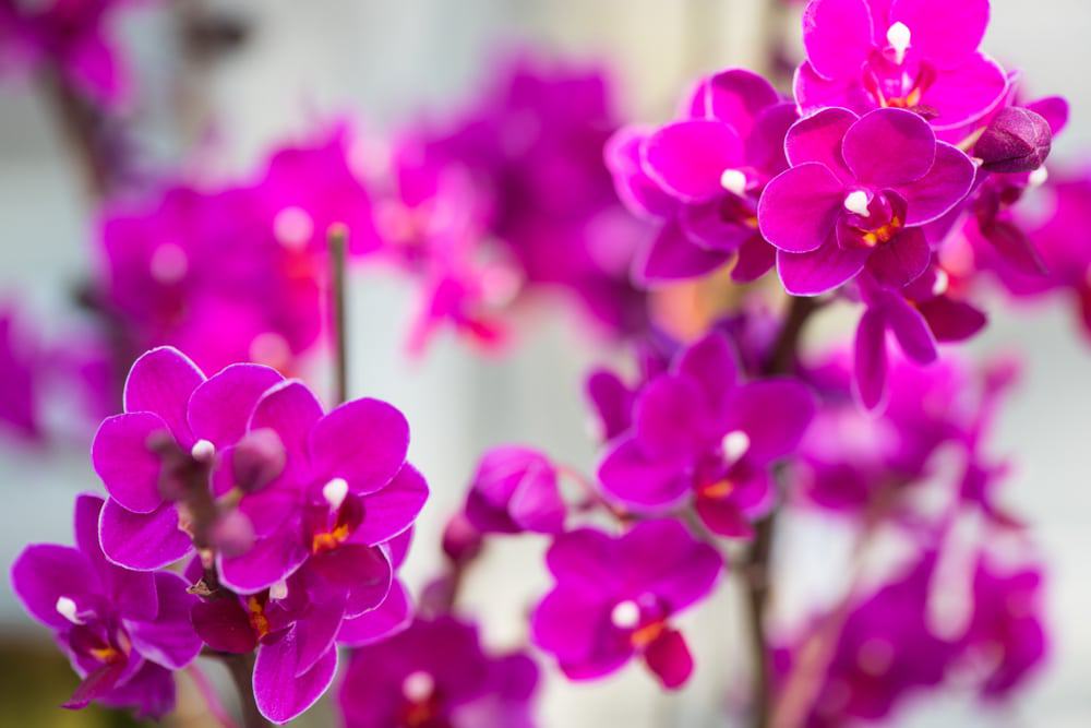 Pink Phalaenopsis
