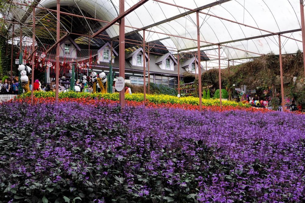 Lavender Gardens, Cameron Highlands