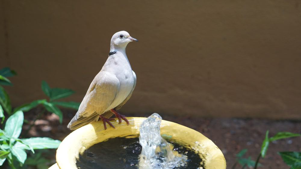 Langkawi Wildlife Park & Bird Paradise