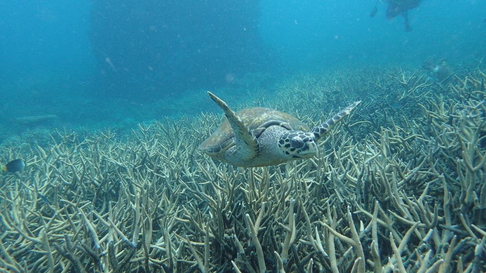Turtle, Tioman Island