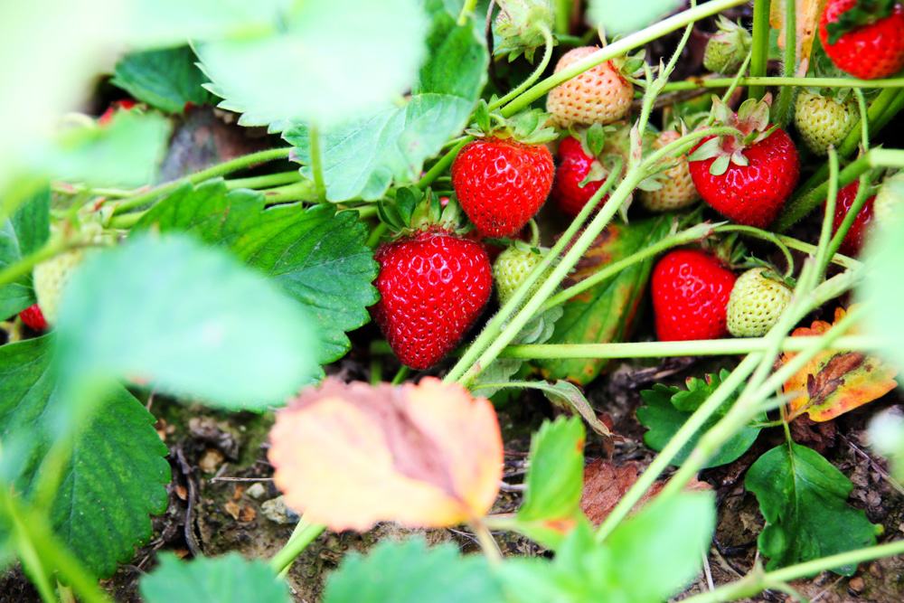Kelowna Strawberry Farm