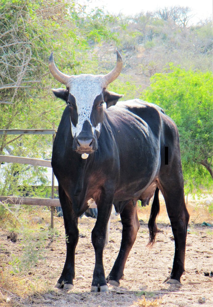 bull