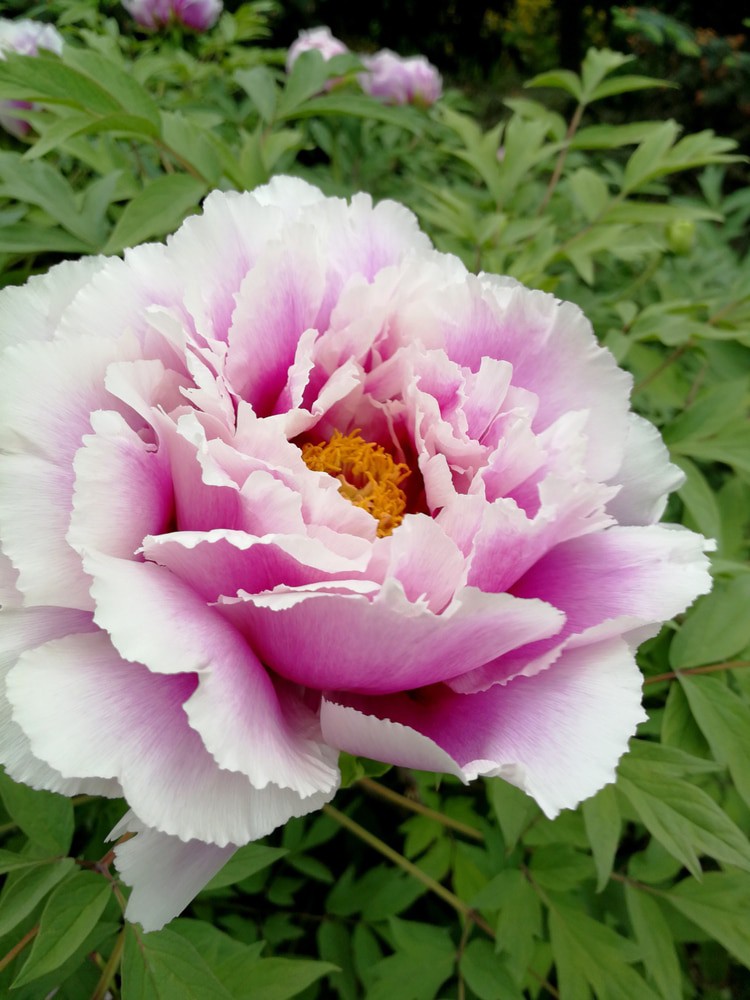 Botanical Garden, Kharkiv