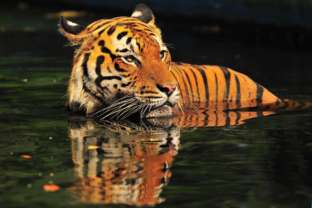 National Zoo of Malaysia, Kuala Lumpur