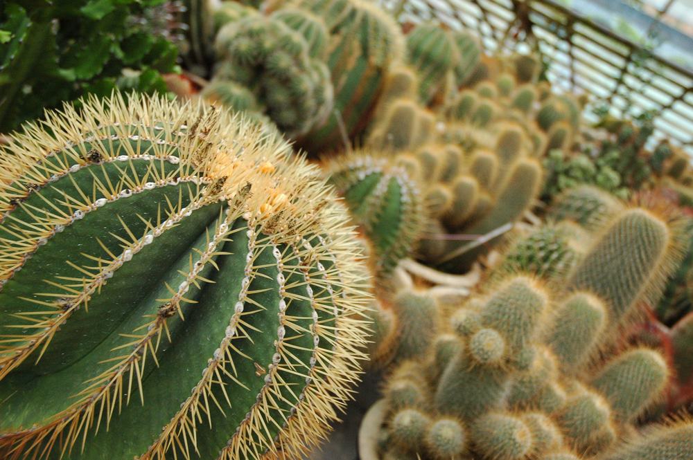 Cactus Valley, Cameron Highlands