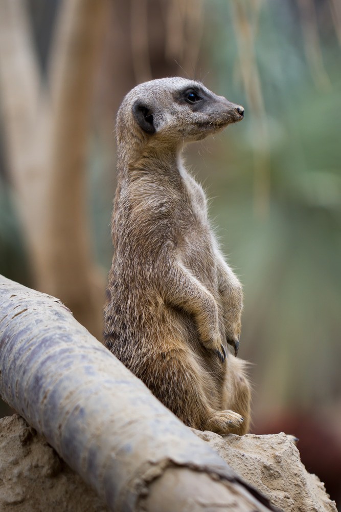 Meerkat at Tropical World