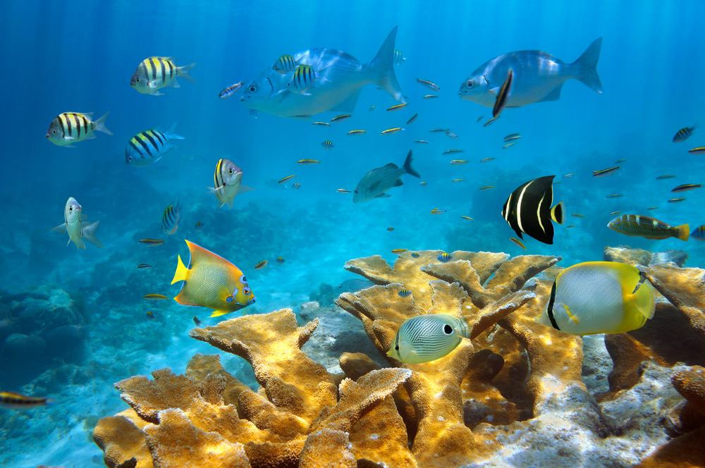 Snorkeling, San Andres, Colombia