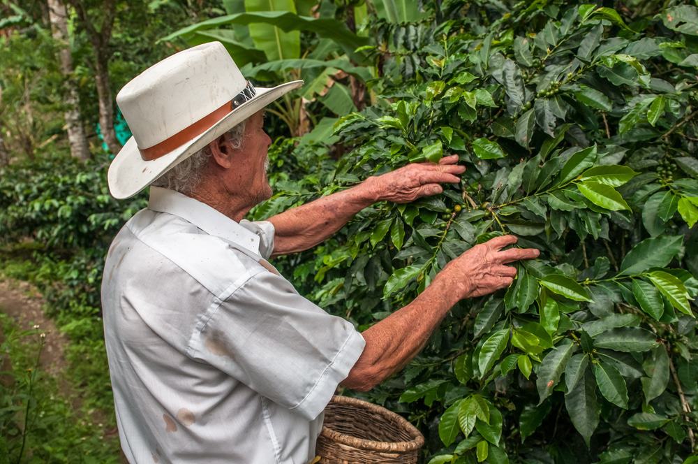 Harvesting Coffee Beans