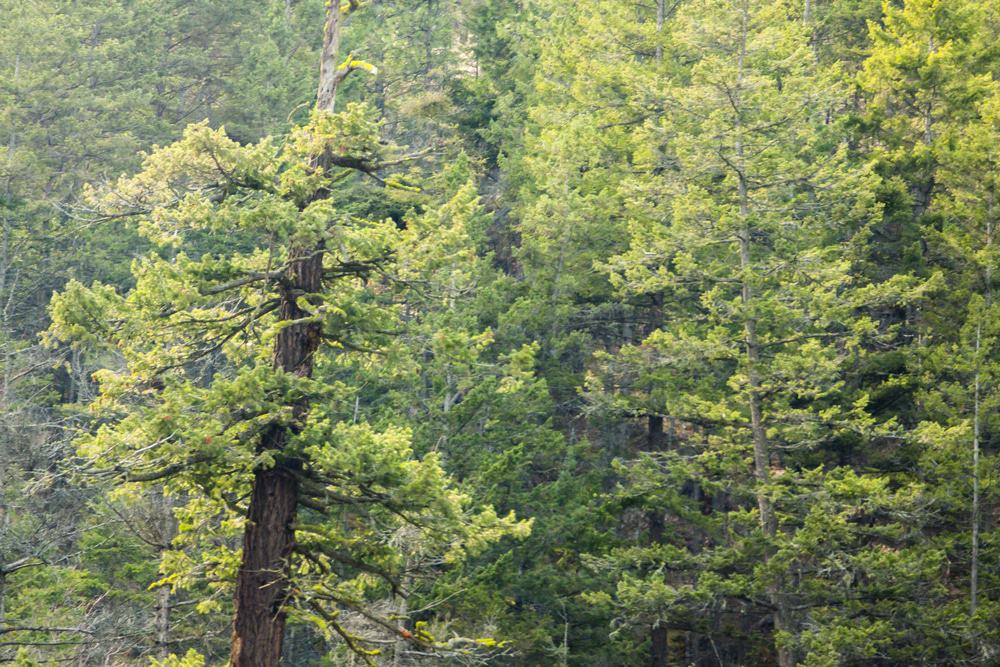 Fintry Provincial Park