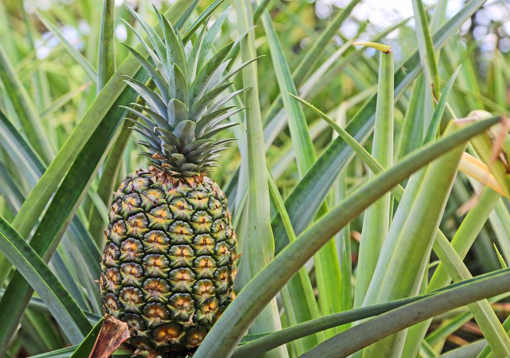 Pineapple Plantation, Oahu